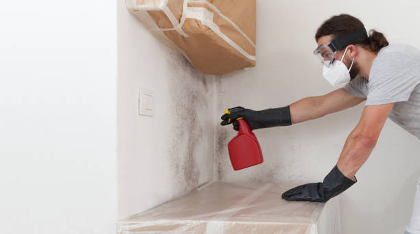 Professional Black Mold Removal technician working in Woolford, MD